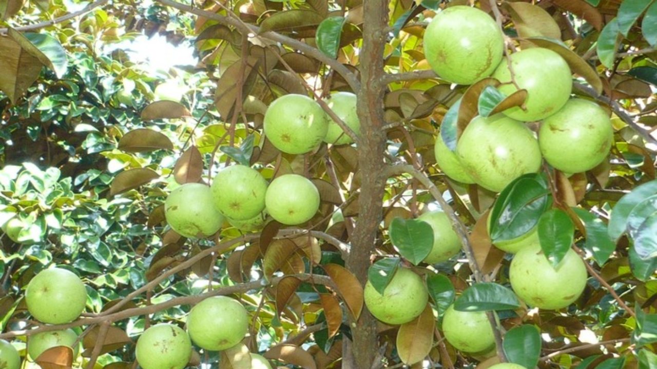 Vườn trái cây Vĩnh Kim