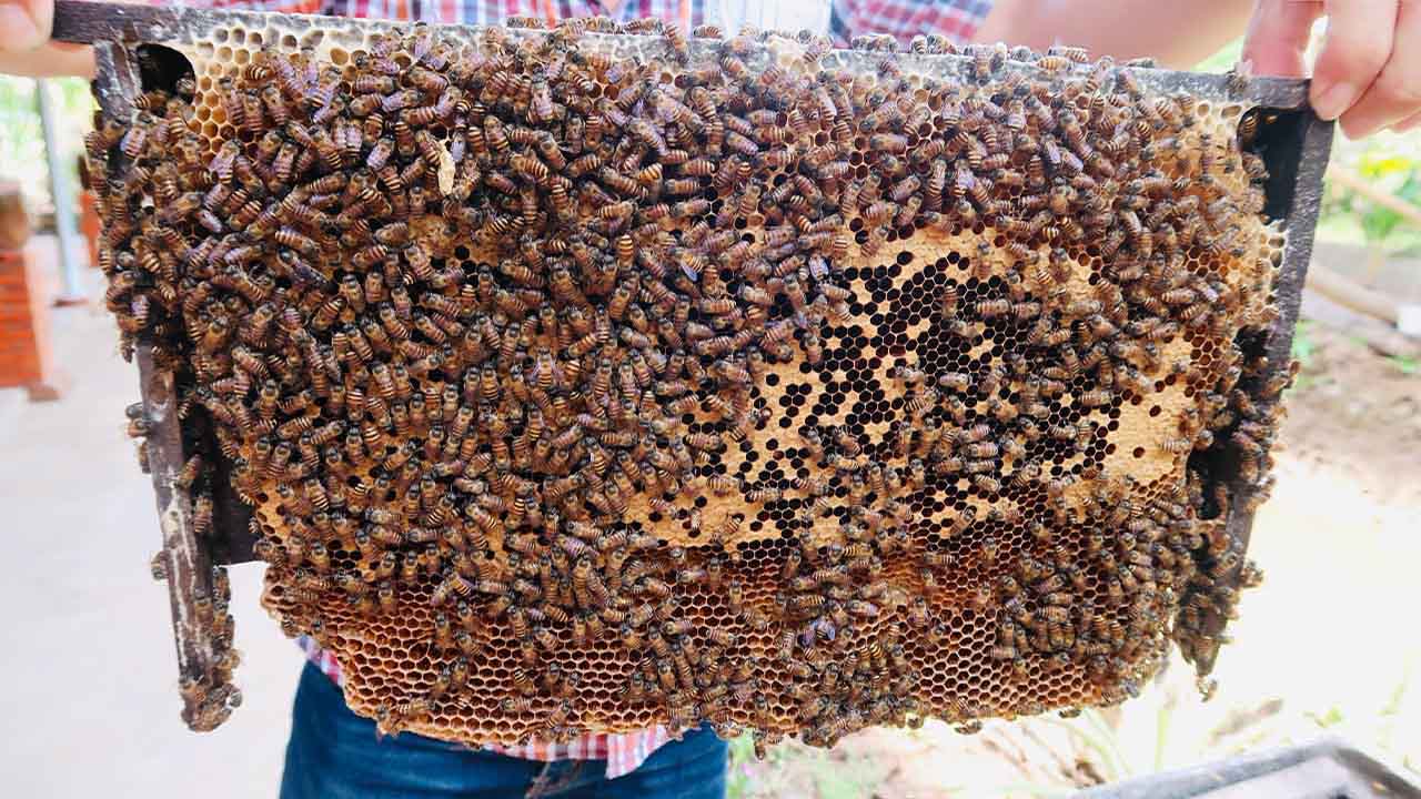 đặc sản cà mau làm quà